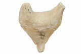 Pathological Otodus Shark Tooth - Morocco #213897-1